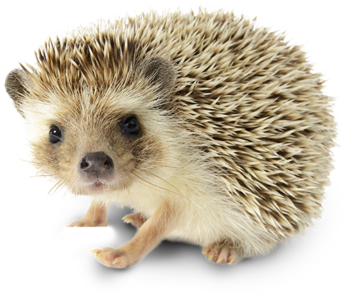 hedgehog