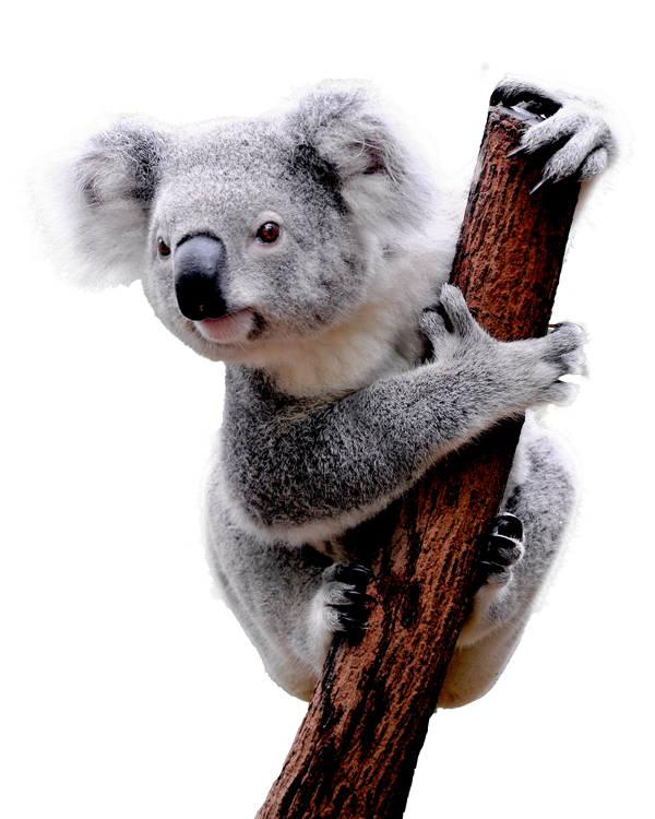 koala